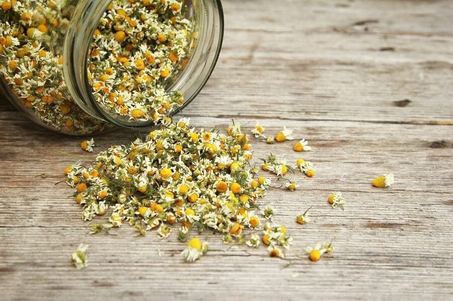 Chamomile